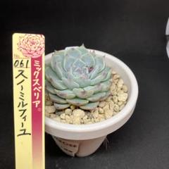 スノーミルフィーユ　札付きポットごとメルカリ便おらいさん苗ミックスベリア スノーミルフィーユ札付きポットごとメルカリ便おらいさん苗