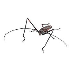 新着ペルー便！　テナガカミキリ　オス大型　ペア12 新着ペルー便！ テナガカミキリ オス大型 ペア12 （新着ペルー便