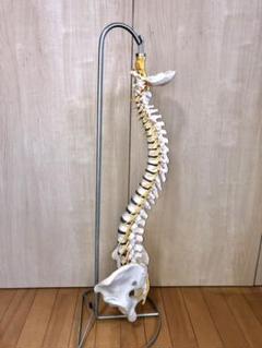 somso 模型の中古/未使用品 - メルカリ somso 模型の中古/未使用品 - メルカリ