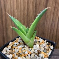 アガベ チタノタ ナンバーワン錦 カキコ 子株2