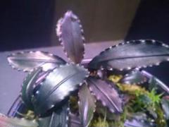 本日限定 Bucephalandra Red waltz （レッドワルツ） キボーデコ on X: 
