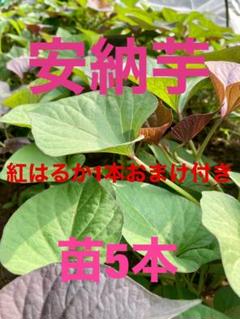 安納芋苗5本予備付き計7本