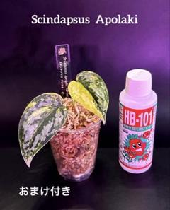 スキンダプサス　アポラキ　 A1 Yahoo!オークション - 希少 スキンダプサス アポラキ SCINDAPSUS