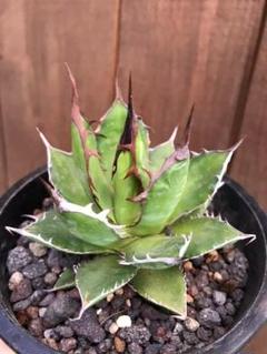 (*)様 【激締まり！！！】US ホリダ MLサイズ agave horrida《大きめM size》※発根後店主国内管理2年株※締まり