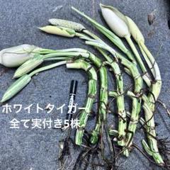 斑入りモンステラホワイトタイガー実付き大茎あり7株おまとめ希少ボルシギアナ 斑入りモンステラホワイトタイガー実付き大茎あり6株おまとめ