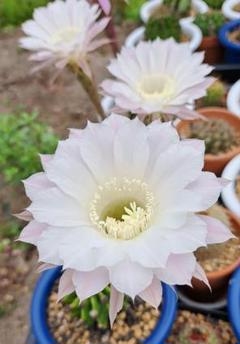 サボテン 短毛丸 抜き苗 花白色 Fodexpo Com Co