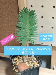 ディオーン・エデュレ 発根済み / ソテツ 多肉 希少 鉢ごと郵送 ディオーン・エデュレ 発根済み / ソテツ 多肉 希少 鉢ごと郵送