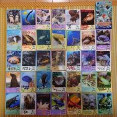 鳥羽水族館　７０周年　コレクションカード