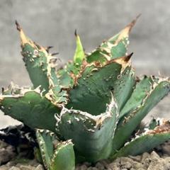 S*8様 多肉植物・アガベ・チタノタ・“金蟾王” スーパーブツブツ・スーパーコン 057173b7b3ded2ef448ef7786757ff