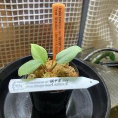 ⑧ 増殖株 homalomena sp.銀甲冑 ホマロメナ その他観葉植物