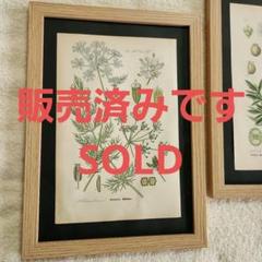 洋書古書　アンティーク植物図鑑　1893年発行　額装したい素敵な佇まいの植物画♡ 洋書 古書 アンティーク イギリスの植物図鑑 美しいカラー図版48点♡