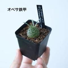 u*a様 オベサ鉄甲 ユーフォルビア オベサ×鉄甲丸 Euphorbia obesa×bupleurifolia |