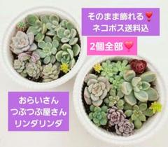 2025年最新】おらい 多肉植物さん苗の人気アイテム - メルカリ