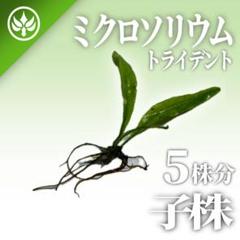 2025年最新】ミクロソリウムトライデントの人気アイテム - メルカリ