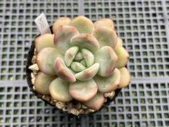 メルカリ便　多肉植物　摘芯株❁︎オパリナ覆輪錦&アリエル錦 メルカリ便 桃美人錦 ポットごと - メルカリ