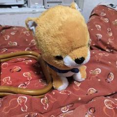 柴犬ぬいぐるみ