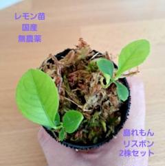 レモン苗 国産 無農薬 レモン苗木 リスボン 2株セット 島レモンのサムネイル