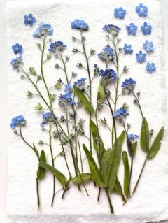 押し花　K-47 押し花　忘れな草 茎・葉つき