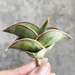 S6419☆オークション販売☆ サンスベリア ロリダ 斑入り 極上株