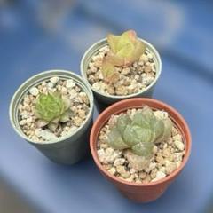 【激安】オブツーサ ブルーレンズ　大株・小粒　鉢付き植えたまま　極上品　高級 2025年最新】ハオルチア ブルーレンズの人気アイテム - メルカリ