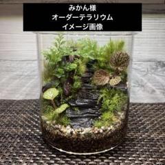 ごりら　テラリウム用 オーダー品 ラプトルガーデン 【苔テラリウム】 – 「ラプトルガーデン」知多