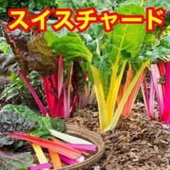 ベトナム スイスチャード 100粒