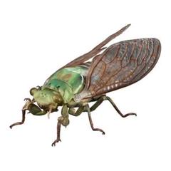 Amazon.co.jp: いきもの大図鑑アドバンス セミ01 蝉 昆虫 可動