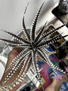 ブロメリア・エアープランツ Dyckia Tooth&Nail trackingcodeFMM Dyckia Tooth&Nail trackingcodeFMM - メルカリ