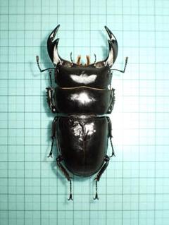 天然大型オオクワガタ標本 ☆貴重WD！香川県産オオクワガタ♂56mm標本☆ - INSECT ULTIMA