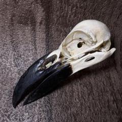 ハシブトガラス カラス 頭骨 頭蓋骨 骨格標本 B - メルカリ