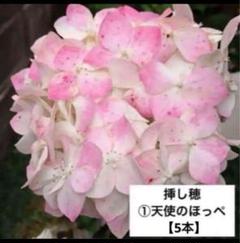 2025年最新】紫陽花の人気アイテム - メルカリ