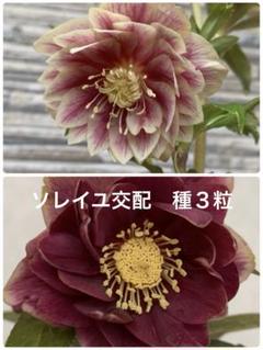 広瀬園芸 クリスマスローズ 交配 三年生 ♂♀ 株分オーレアレッドグラデーショ 広瀬園芸 クリスマスローズ 交配 三年生 ♂♀ 株分オーレア