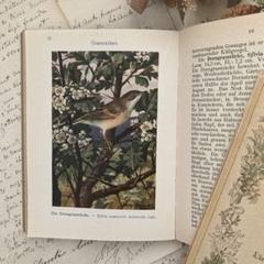 L335 洋書古書1920−30年代発行ドイツの可愛いアンティーク鳥図鑑