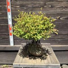 ドウダンツツジ【現品発送】管理70549 ドウダンツツジ【現品発送】管理70549 - メルカリ