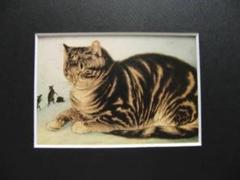 送料無料、希少画集画、高級新品額・額装付、猫 ネコ ねこ cat、油彩画 動物画 少画集画、高級新品額・額装付、猫 ネコ ねこ cat、絵画 油彩画