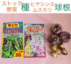 ストックと野菜の種*ヒヤシンスとムスカリの球根