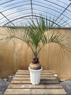 ココスヤシ　シルバーリーフ葉先110幹回り60cm 幹高15cm ⑨ ココスヤシ シルバーリーフ葉先110幹回り60cm 幹高15cm 【15