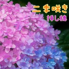 来年育成用アジサイ5種♡メルカリ便 - メルカリ