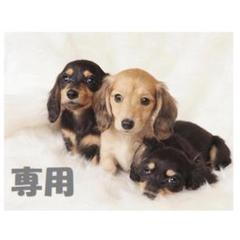 限定5台限り★ 3色展開!! 大人 2段ベッド パイプベッド 白 黒 茶