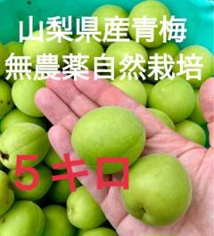 山梨県産 無農薬 青梅 中熟5キロ - メルカリ
