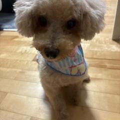 犬用バンダナセット（多様なデザイン）