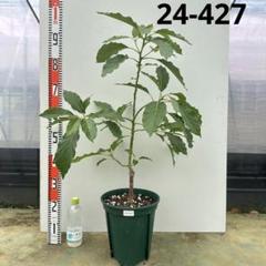 アボカド　メキシコーラ【24-427】接木3年生 アボカド メキシコーラ【24-427】接木3年生 - メルカリ