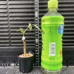 パキラミルキーウェイ パキラ 斑入り 接木タイプ 人気の