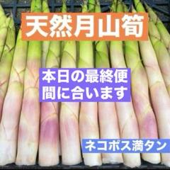 月山筍 根曲がり竹 山形県産 たけのこ 姫竹 森の凛さん採取 その