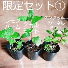 赤紫ホーリーバジル(クリシュナトゥルシー)2個 ミニポット苗