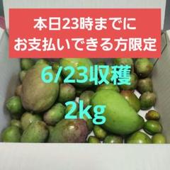 2025年最新】マンゴー 摘果の人気アイテム - メルカリ