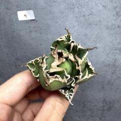 アガベ　チタノタ　オテロイ　シーザー　超コンパクトボール アガベ チタノタ オテロイ シーザー 超コンパクト ボールタイプ