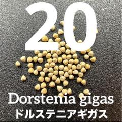 ク*キ様 ドルステニア　ギガス　種子10粒 種子】ドルステニア・ギガス 5s Dorstenia gigas : プラント