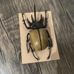 Amazon.co.jp: マレーシア産 美麗小型カブトムシ 標本！ : おもちゃ