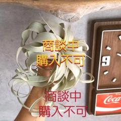 超希少❗️エアプランツの王様❗️美株❗️キセログラフィカ　ロングリーフ✨ 希少❗️エアプランツの王様❗️キセログラフィカ✨ - メルカリ